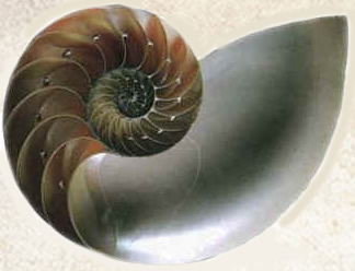 Nautilus Shell